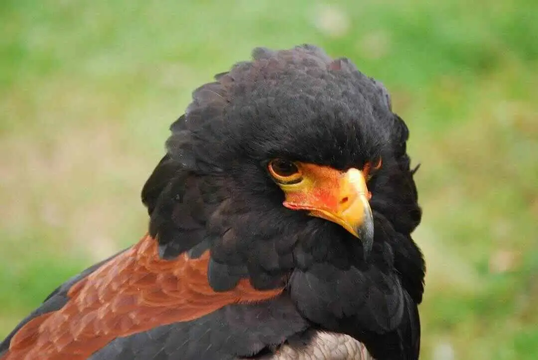 Bateleur Eagle close up